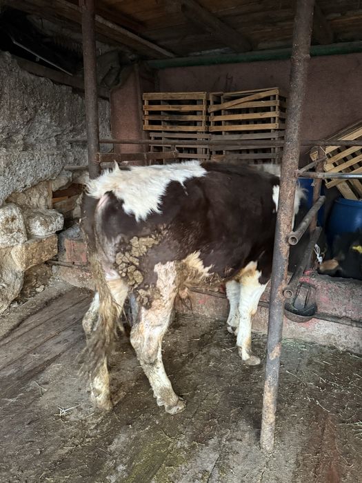 Продам    бычков