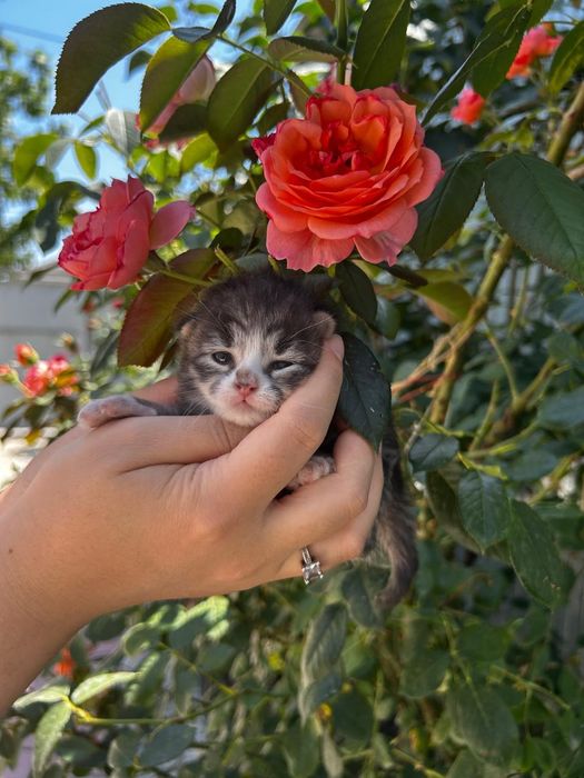 Отдадим котят в добрые руки
