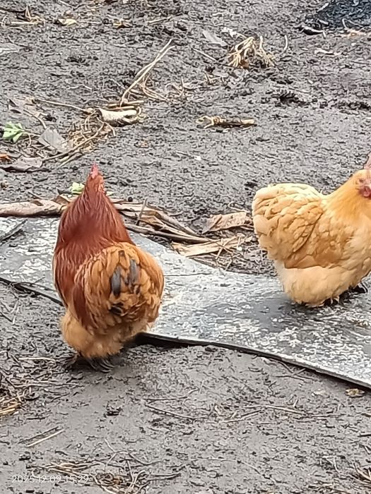 Карликовый кохинхин