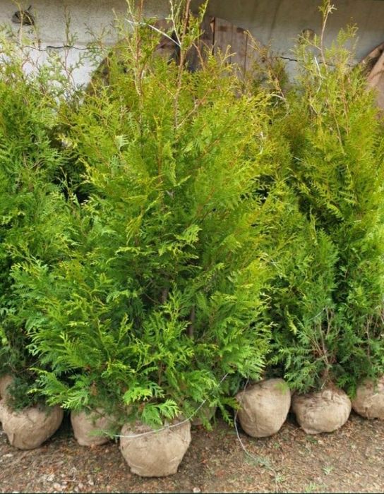 Tuia Columnaris tuia smarald