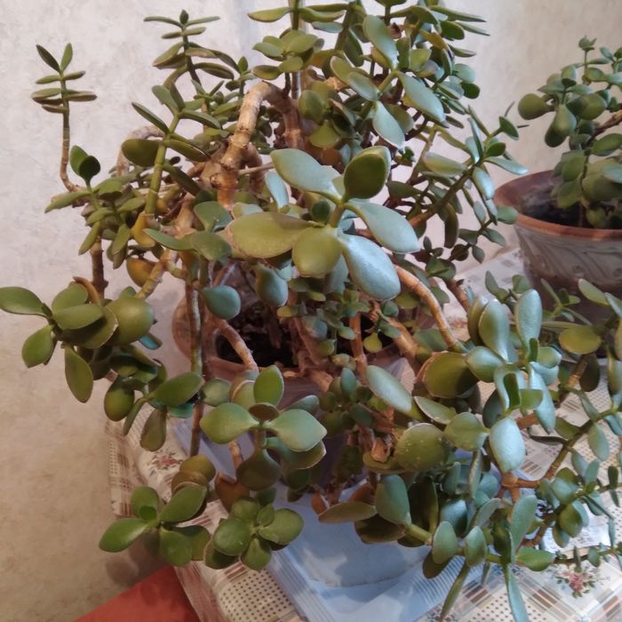 Денежное дерево.