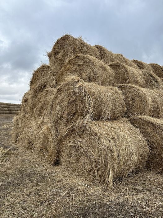 Сено свежее луговая