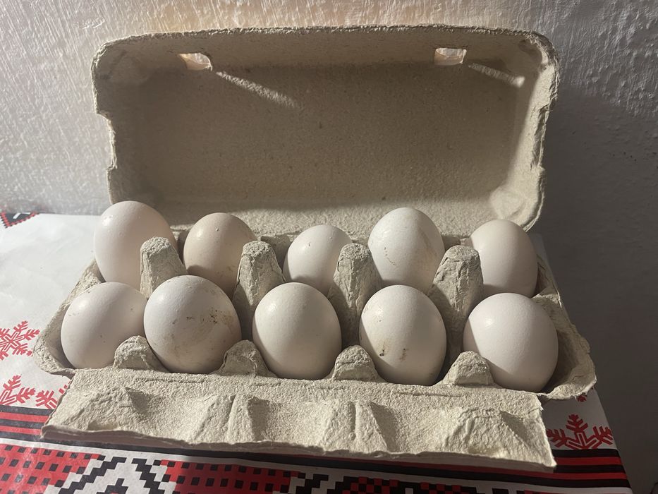 Vand oua de incubat Vorwerk