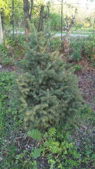 Продам Елки. Есть разных размеров