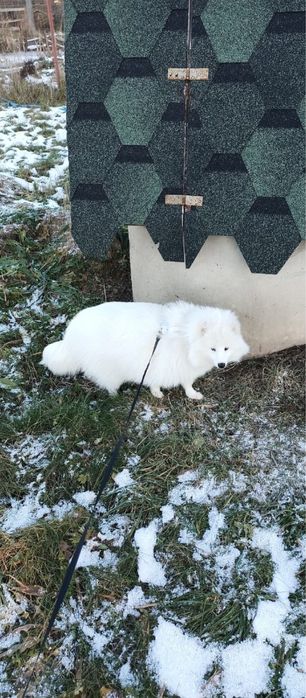 Енотовидная собака