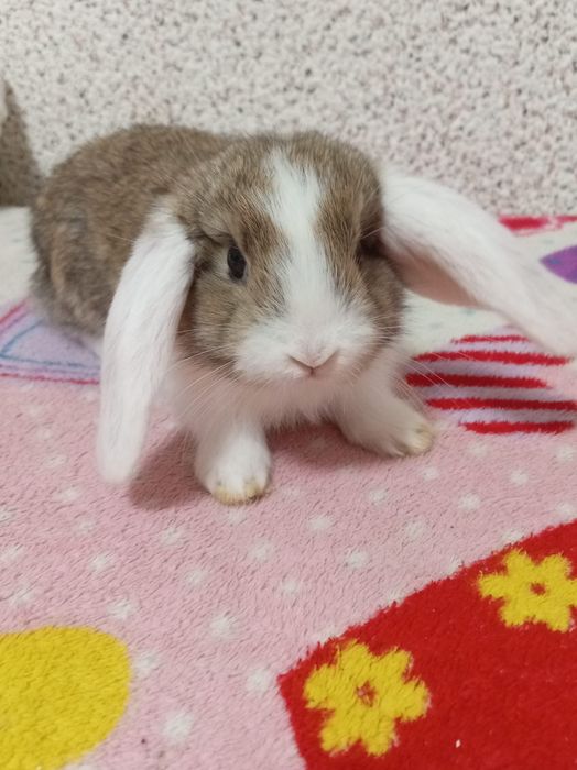 Iepuri pitici urgent