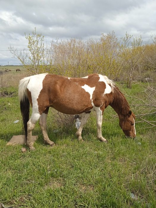 Продам кабыл и тайчиков