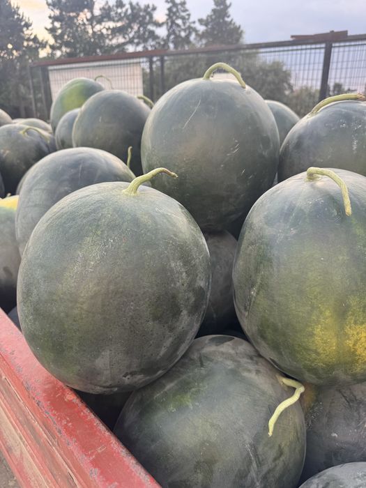 lubenita dabuleni, neagra si vargata engross/angro, de cutit