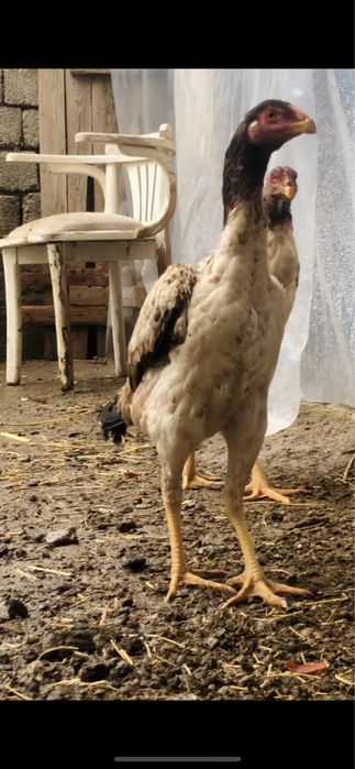 Yapon shamo makiyon sotiladi