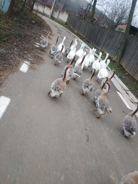 Vând gâște gri cu alb