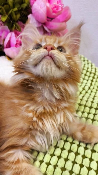 ОГНЕННЫЕ !! Мейн - Кун котята