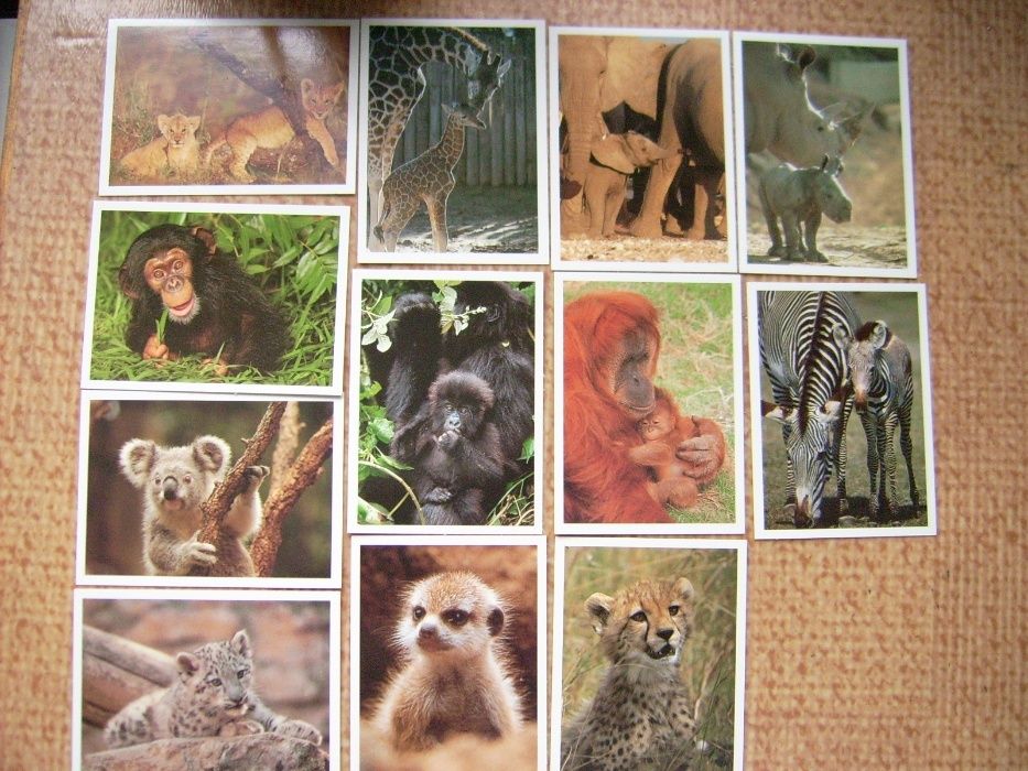 Лот от миникартички и картички с животни