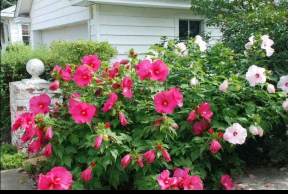 Садовые растения