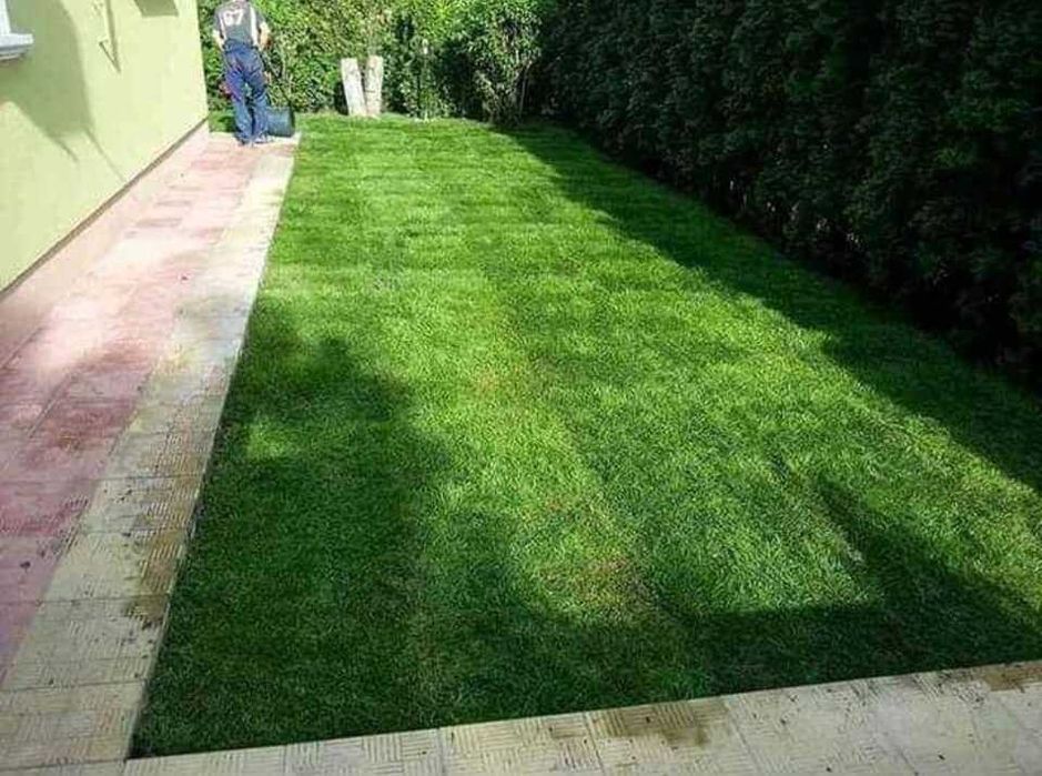 Gazon Si Plante ornamentale