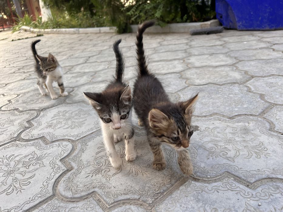 Котята ищут новый дом!