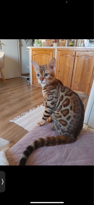 Бенгалско коте на един месец