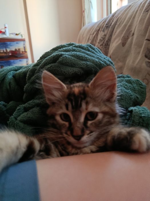 Отдам котку 3 месяца