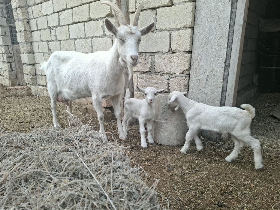 Егіз лақты ешкі сат