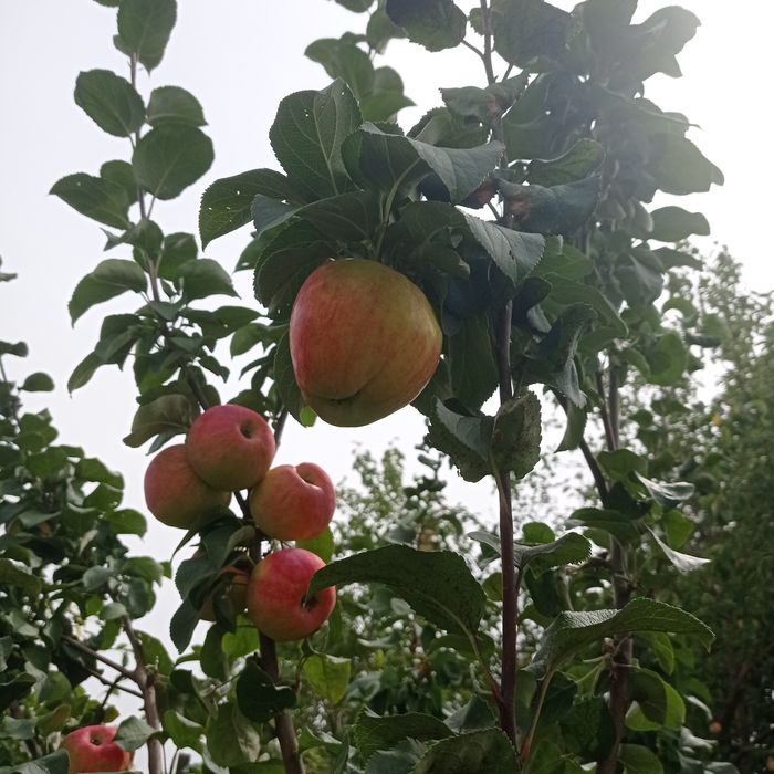 Прода м дачу сад Южной