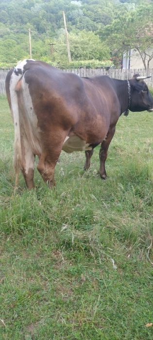 Vaca de vânzare .