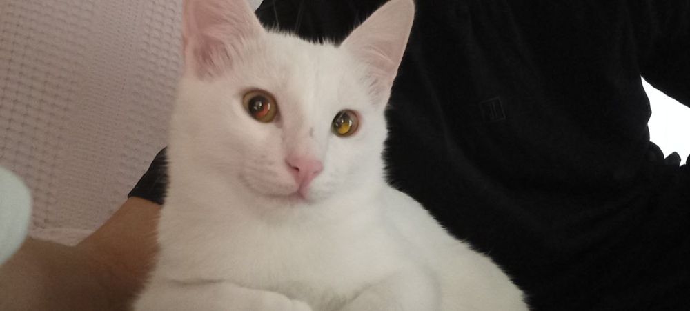 Vyazkaga toza zotli mushuk