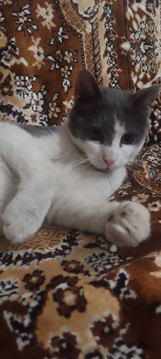 Котик подросток ищет дом