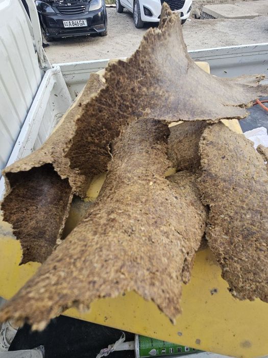 Chigit kunjara optom