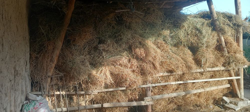 Beda sotiladi 5.000 sòmdan