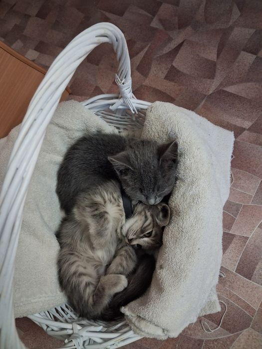 Продам красивых котят