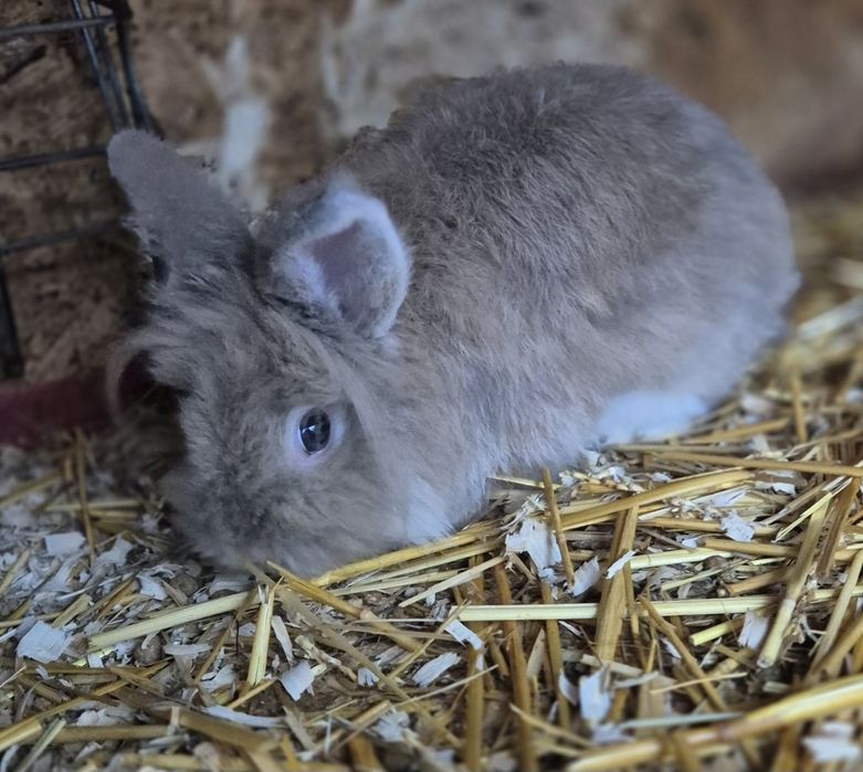Masculi cap de leu/ schimb si cu cereale