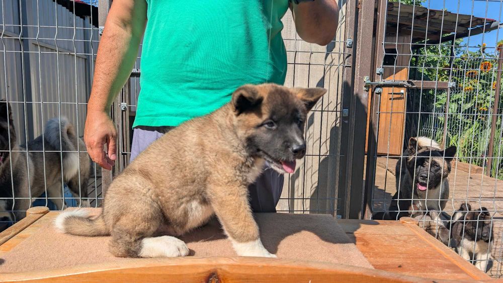Mascul Akita American - linie de sânge PREMIUM - Maro deschis