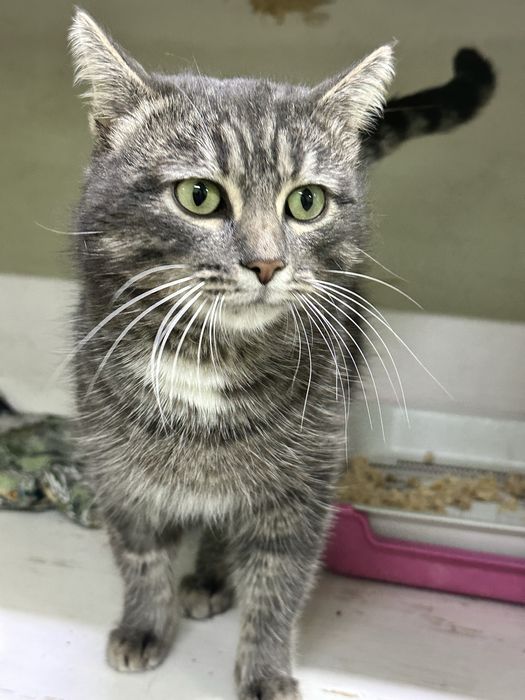 Кот без лапки изет дом