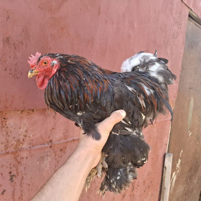 продам карликовых курей