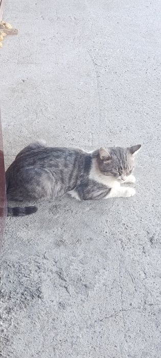 Mushuk metiska aralash
