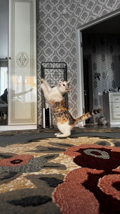 Отдам молоденькую кошечку в добрые руки