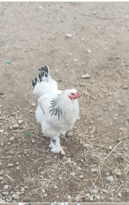 Брама қораз сатылады 7 айлық.