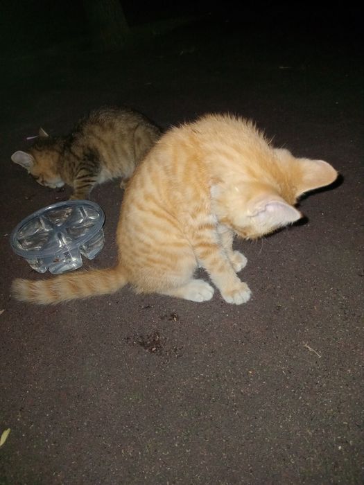 Отдам котята в хорошие руки!!!