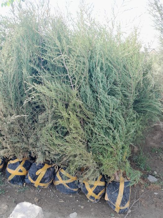 Archa va manzarali daraxtlar