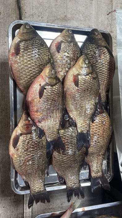 Свежая рыба с доставкой