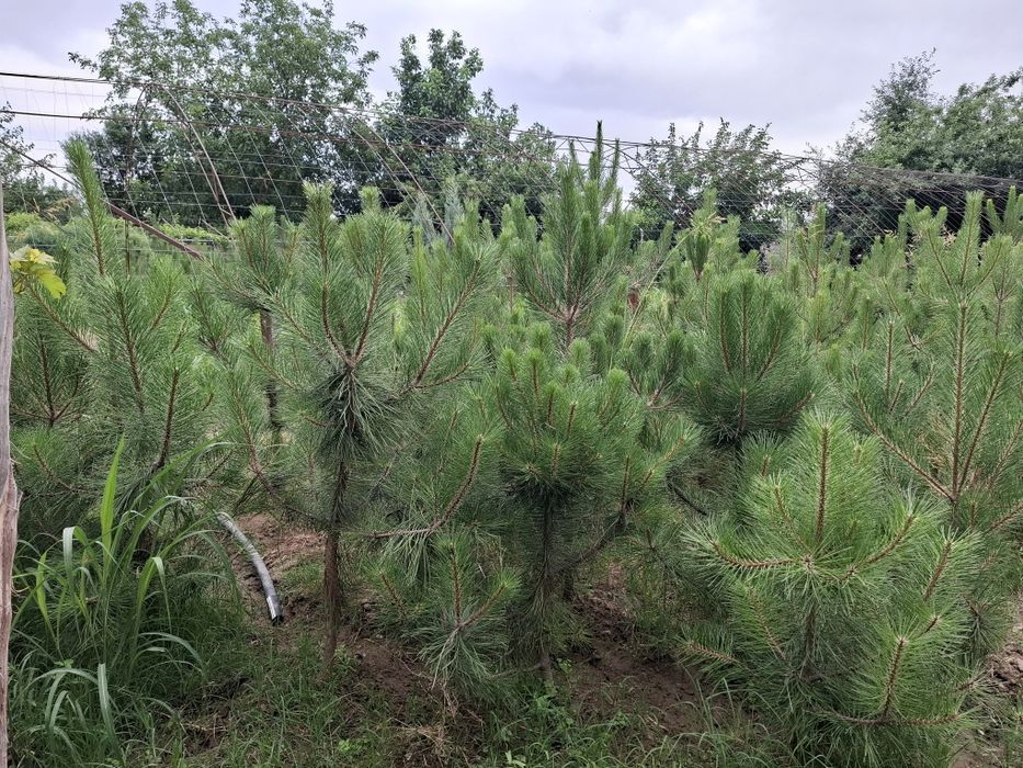 Qrim sosna, 1,5-2 metr