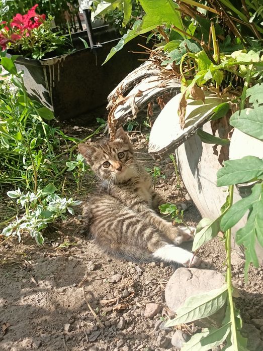 Отдам котиков в добрые