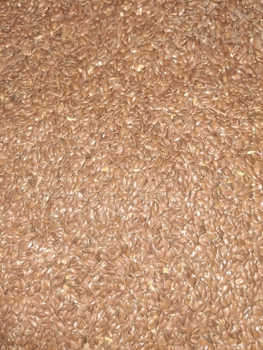 Продам лён на семена