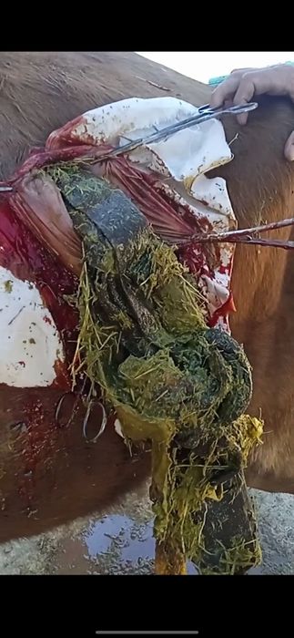 Kafolatli veterinariya xizmati