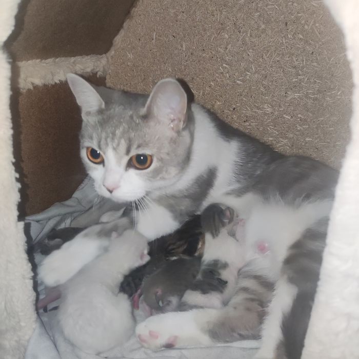 Продаются Котята