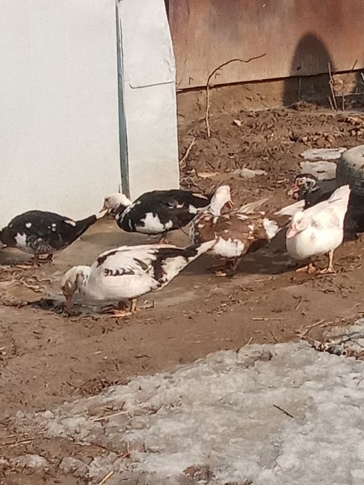 Продам индоутки 8 месяцев