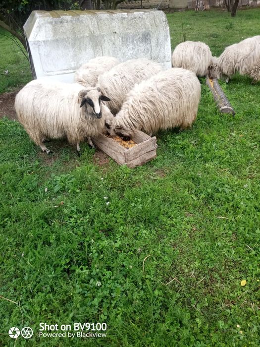 Vând 6miele și un berbec