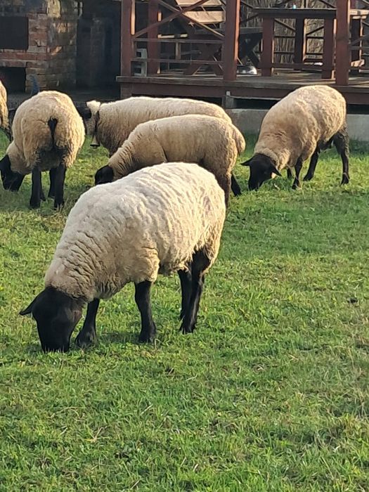 Vindem oi rasa Suffolk