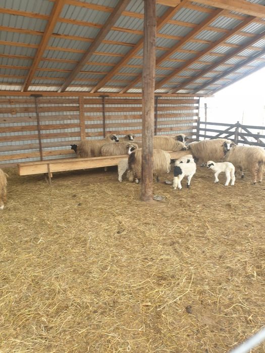 Oi de vânzare 14 Miori și un Berbec