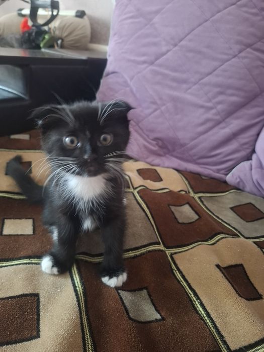 Кота в Добрые руки