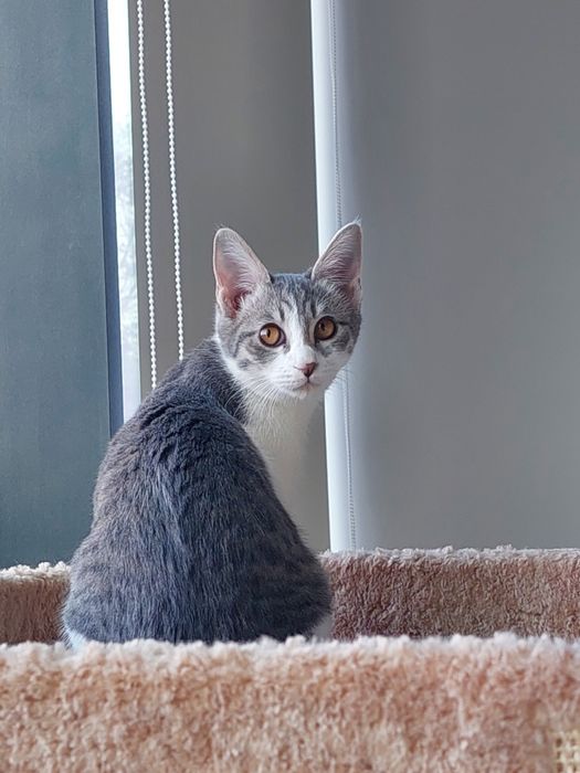 Котенок девочка вакцинирована Ташкент